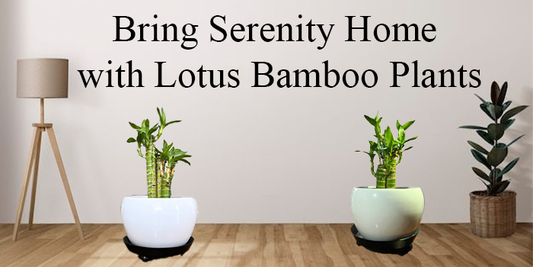 Bring Serenity Home with Lotus Bamboo Plants