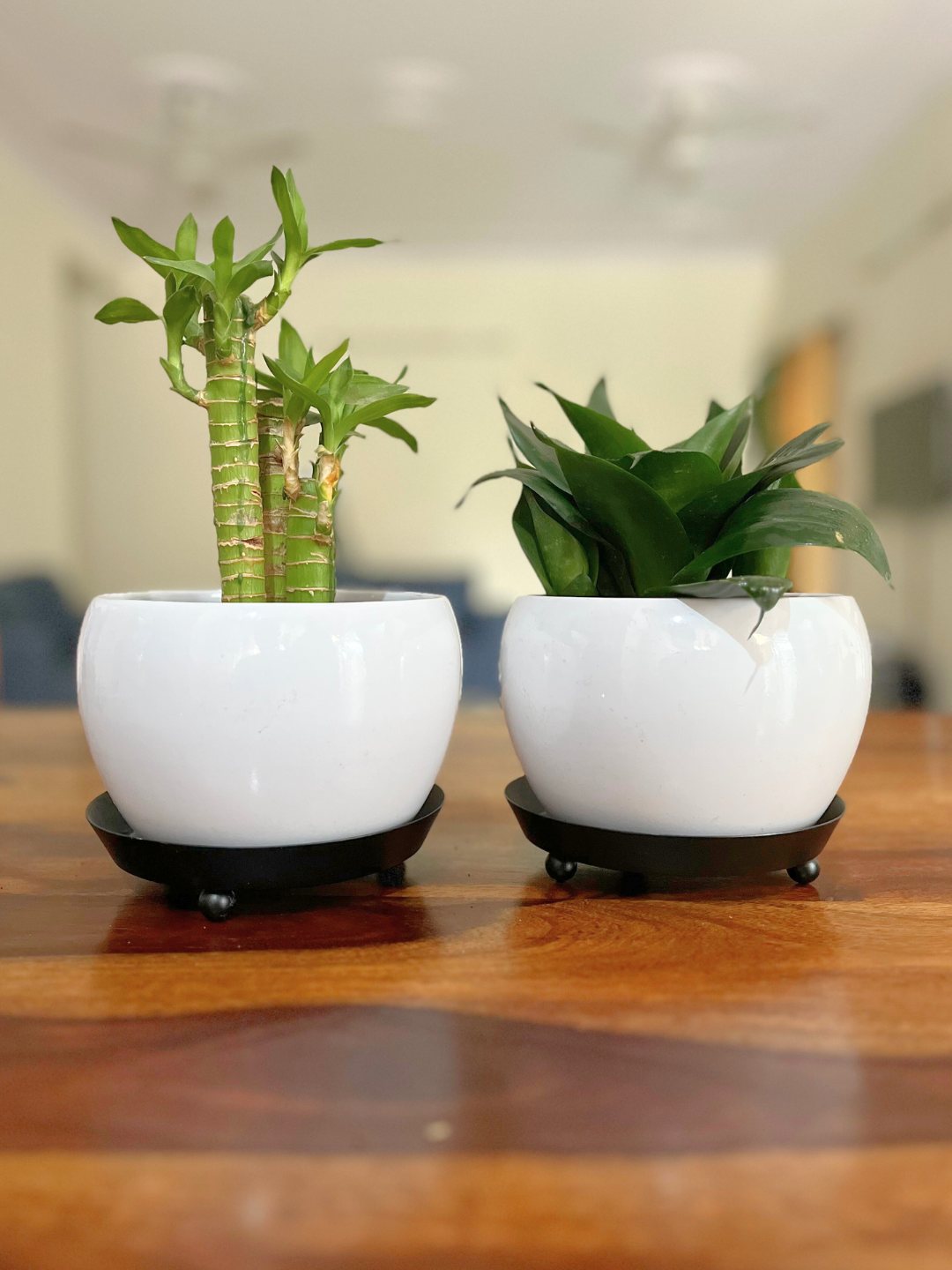 Snake Plant Darkgreen and Lotus Bamboo Plants combo with pot set