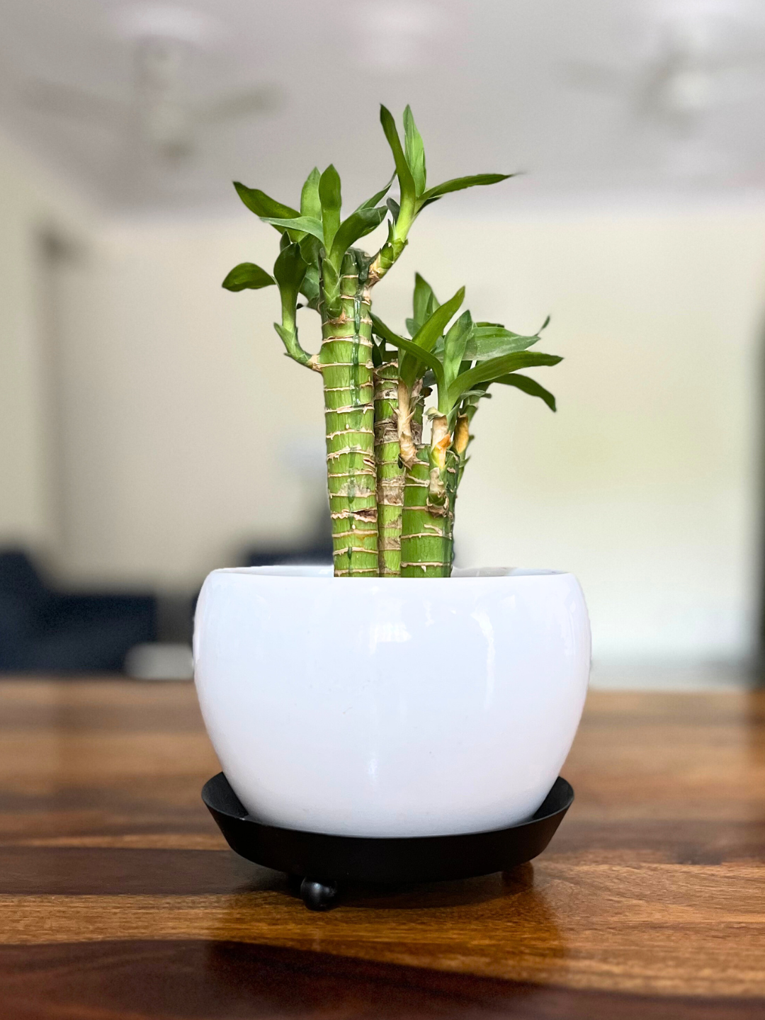 lotus lucky bamboo plant Lotus Bamboo Plants With Pot – Dharya