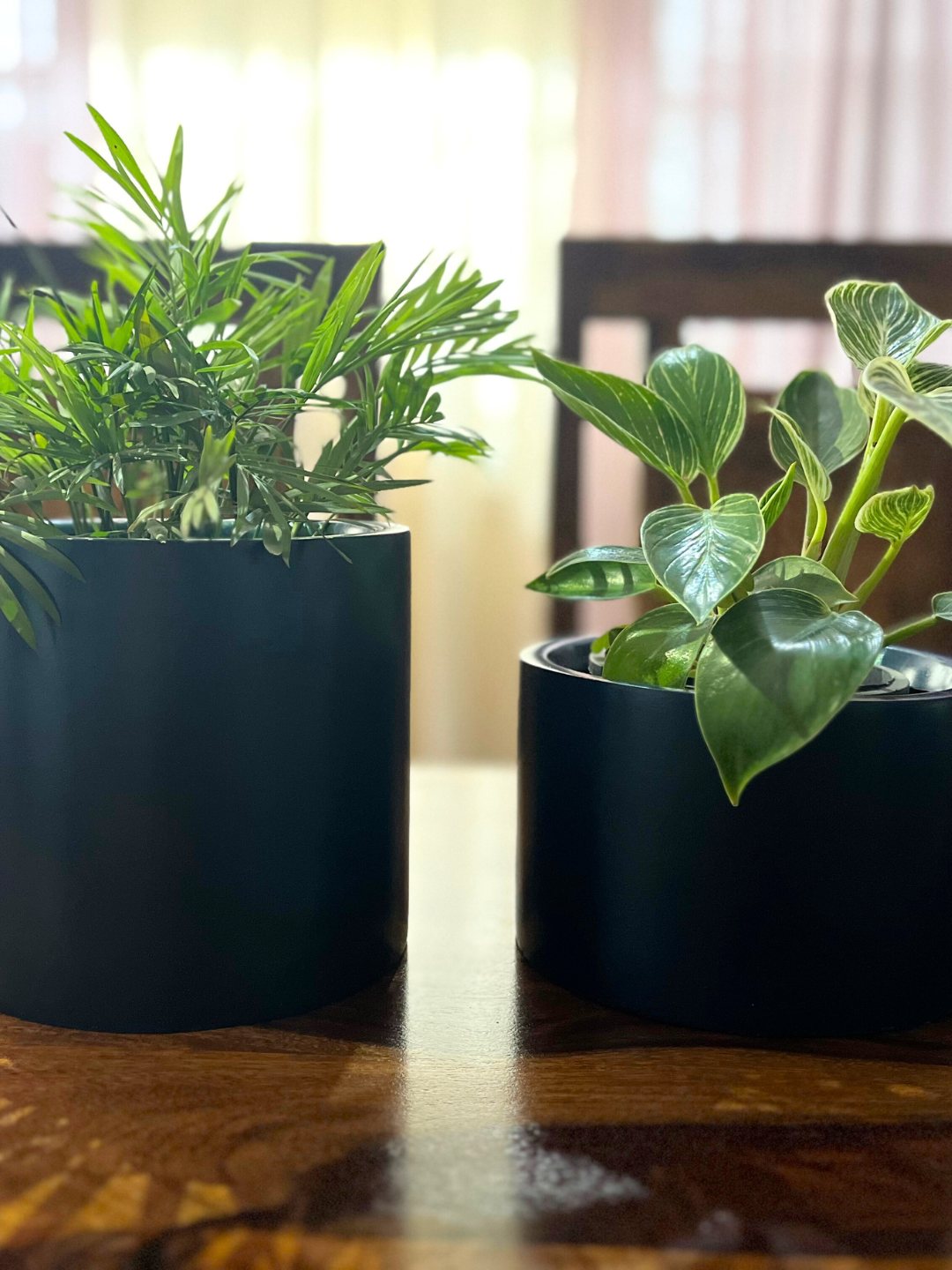 Chamaedorea Palm and Philodenron Birkin Combo Plants with Pot