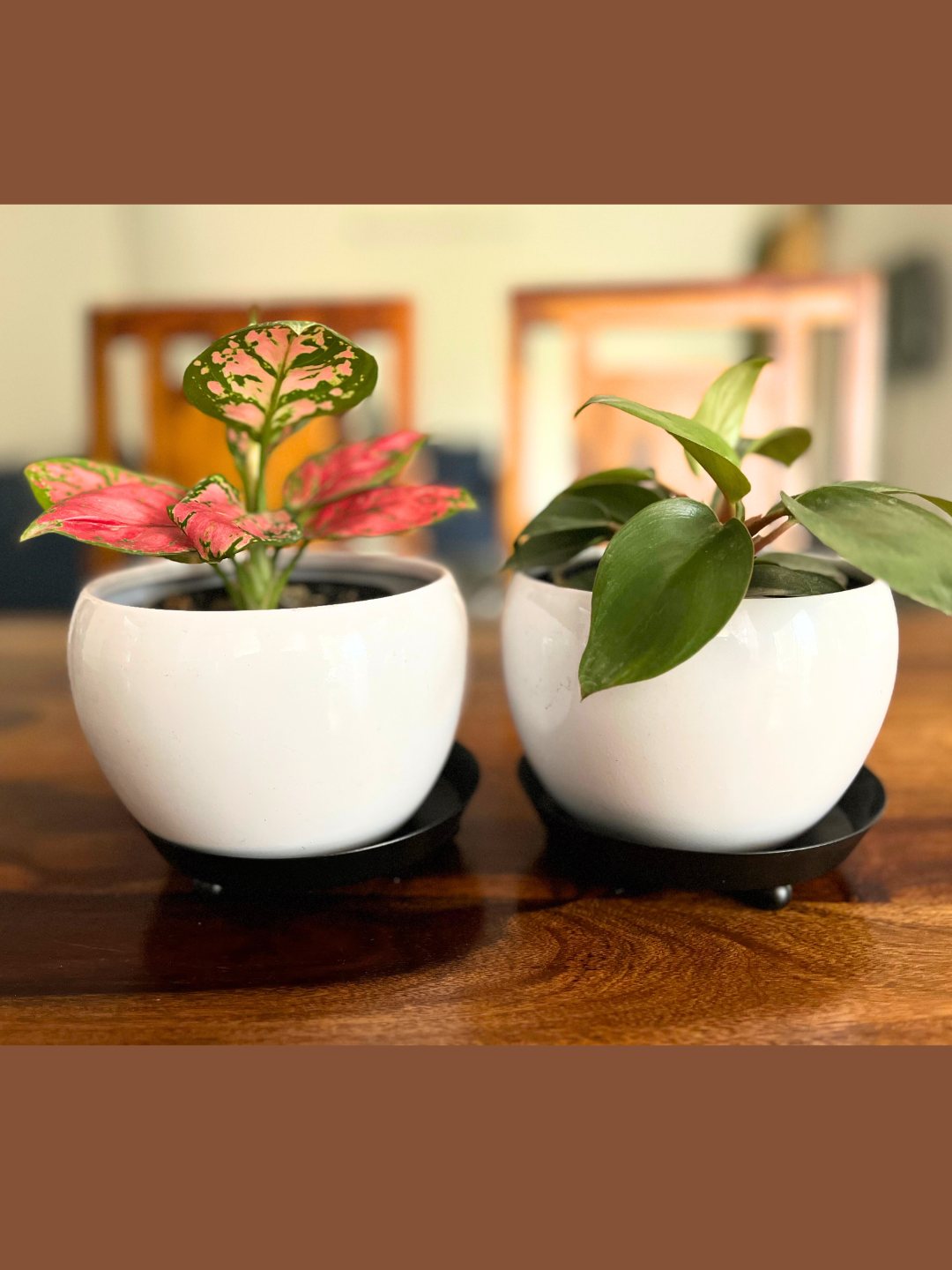 Aglaonema Pink Beauty and Philodendron Red Combo Plant With Pot
