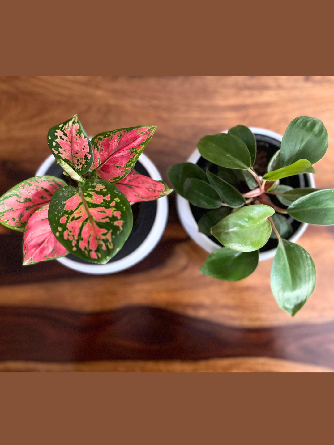 Aglaonema Pink Beauty and Philodendron Red Combo Plant With Pot