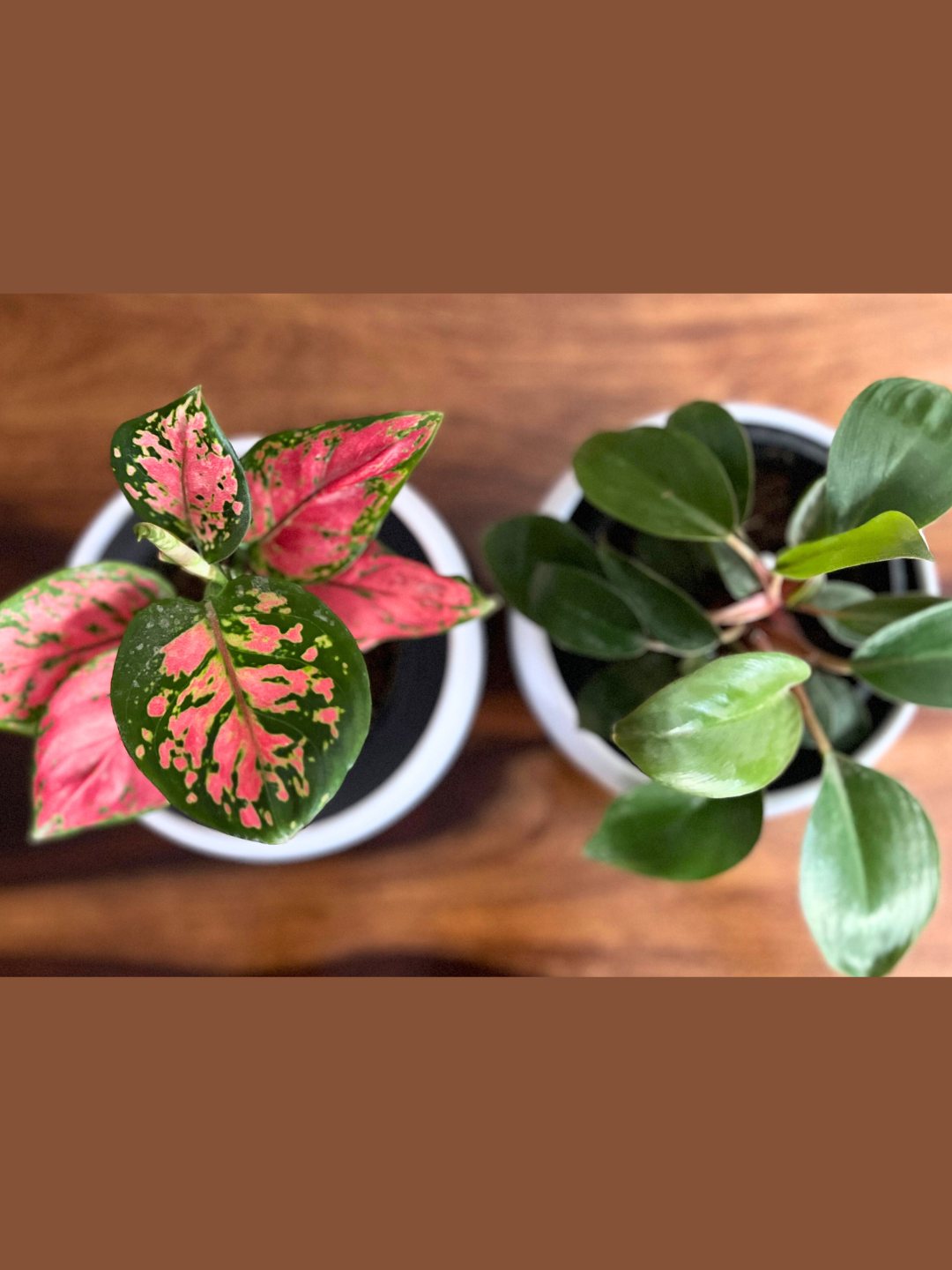 Aglaonema Pink Beauty and Philodendron Red Combo Plant With Pot