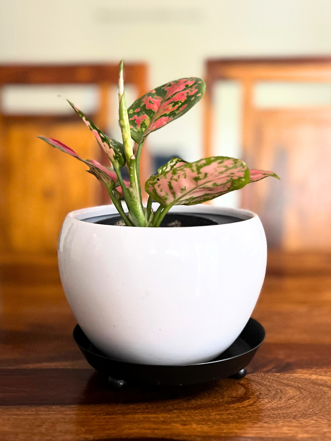 Aglaonema Pink Beauty