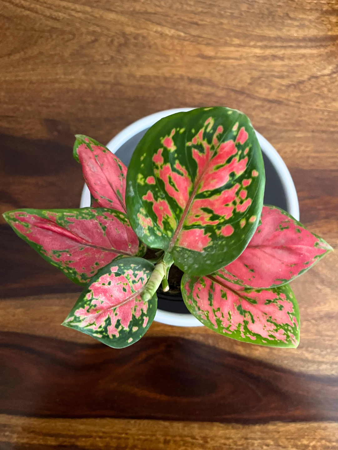 Aglaonema Pink Beauty