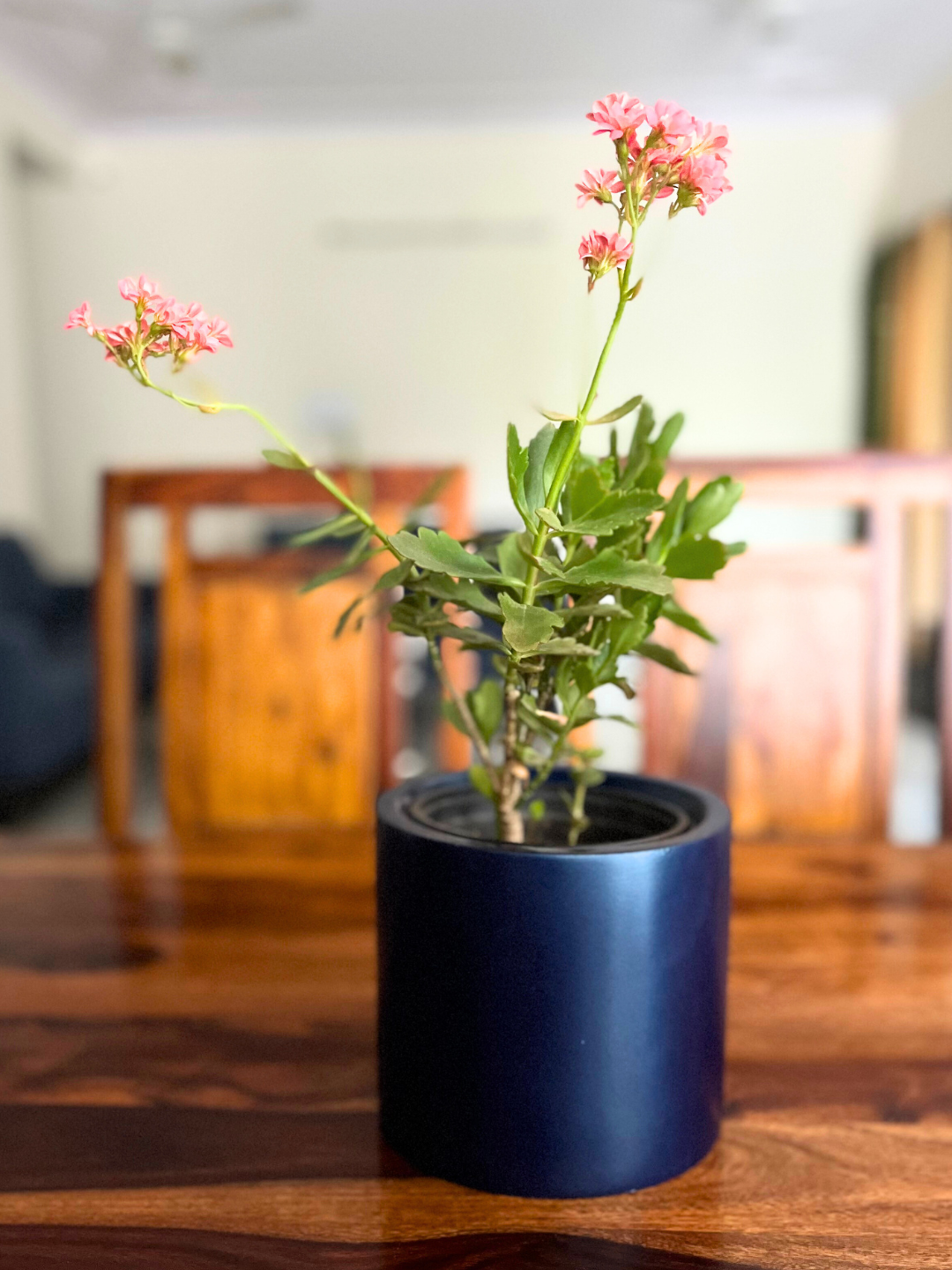 Kalanchoe Plant