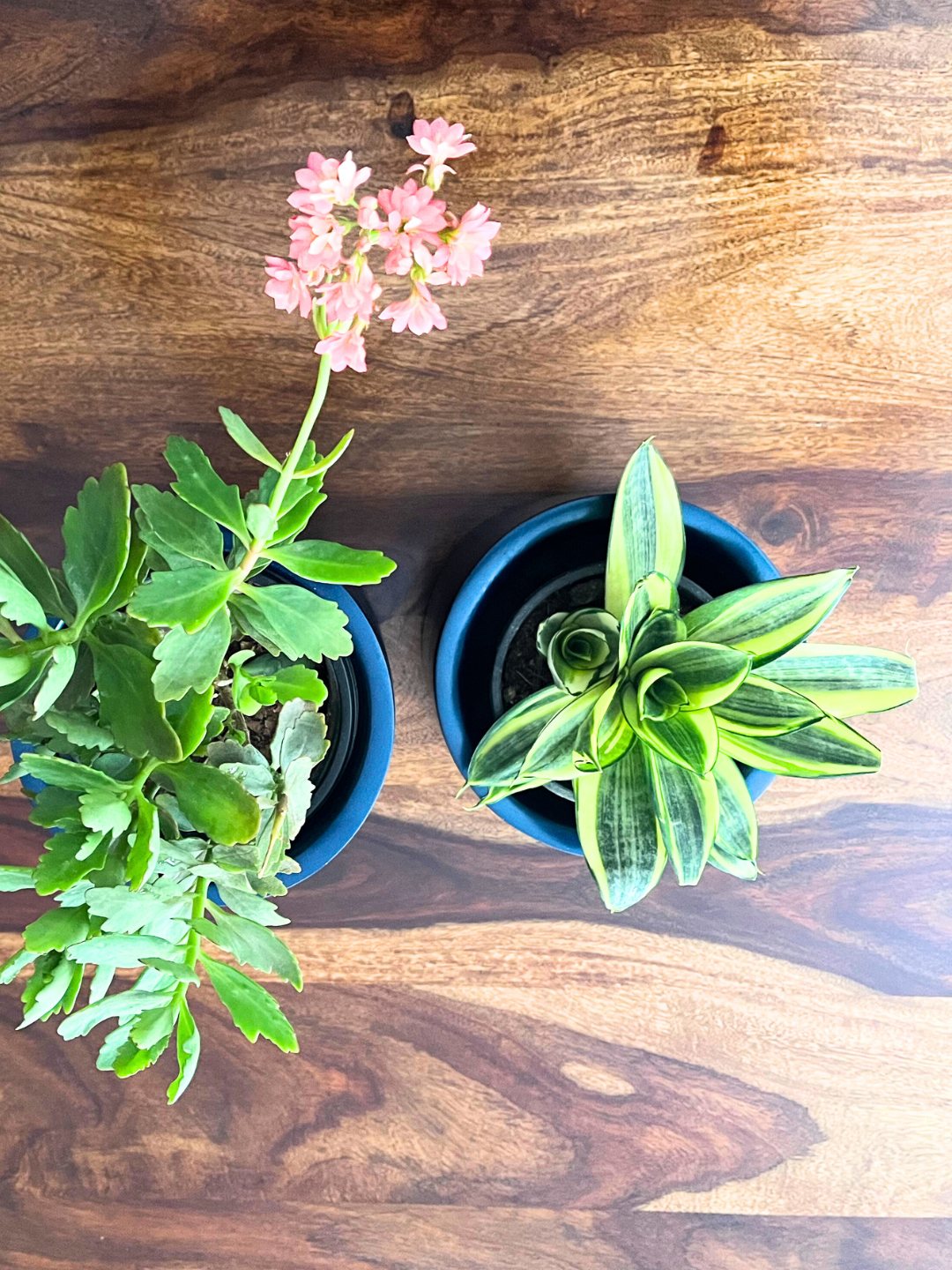 Snake Plant-mint and Kalanchoe Combo Plants With Pot