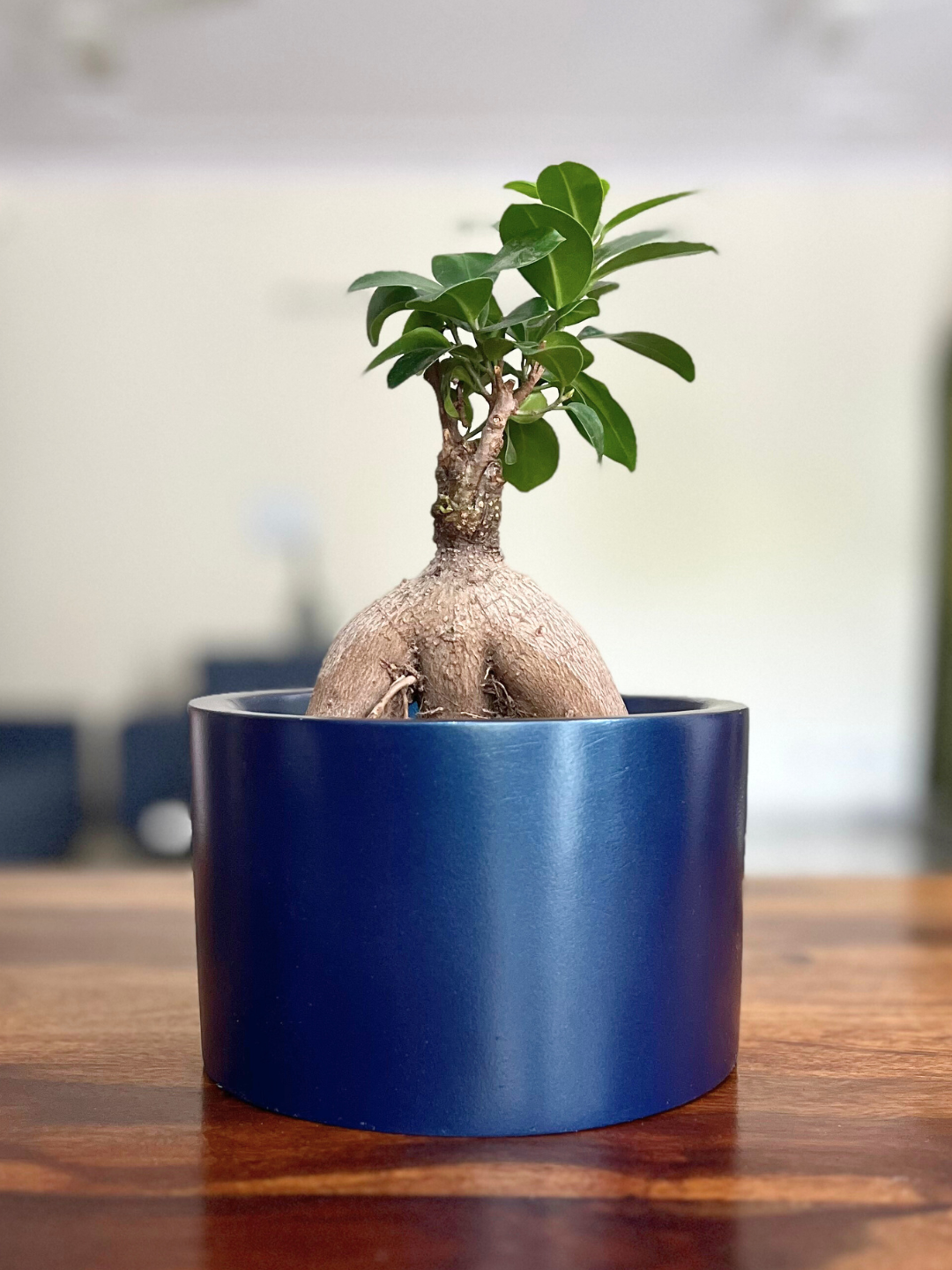 Ficus Bonsai Ginseng Plant with Pot
