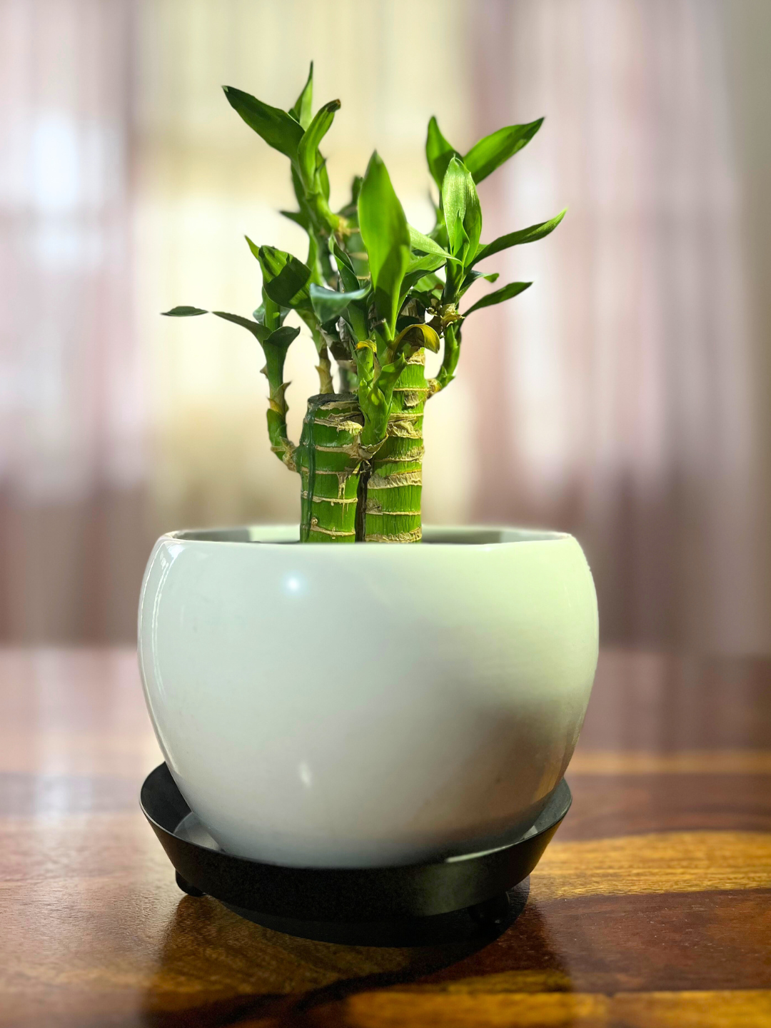 Lotus Bamboo  Plants With Pot