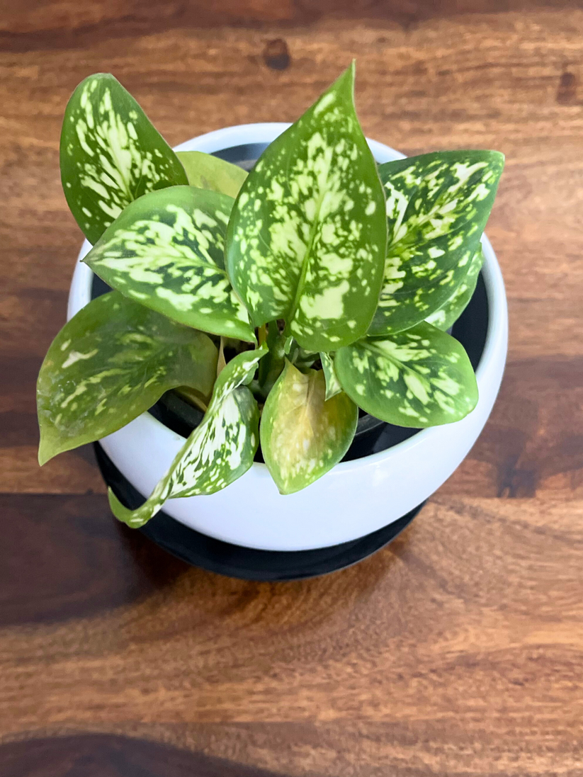 Aglaonema snow white Plant With Pot Dharya