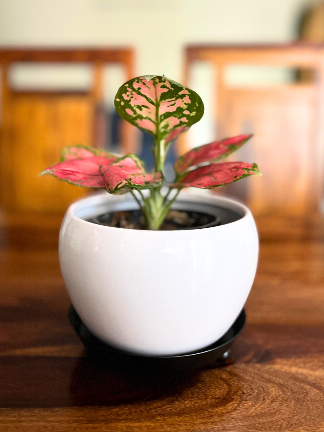 Aglaonema Pink Beauty