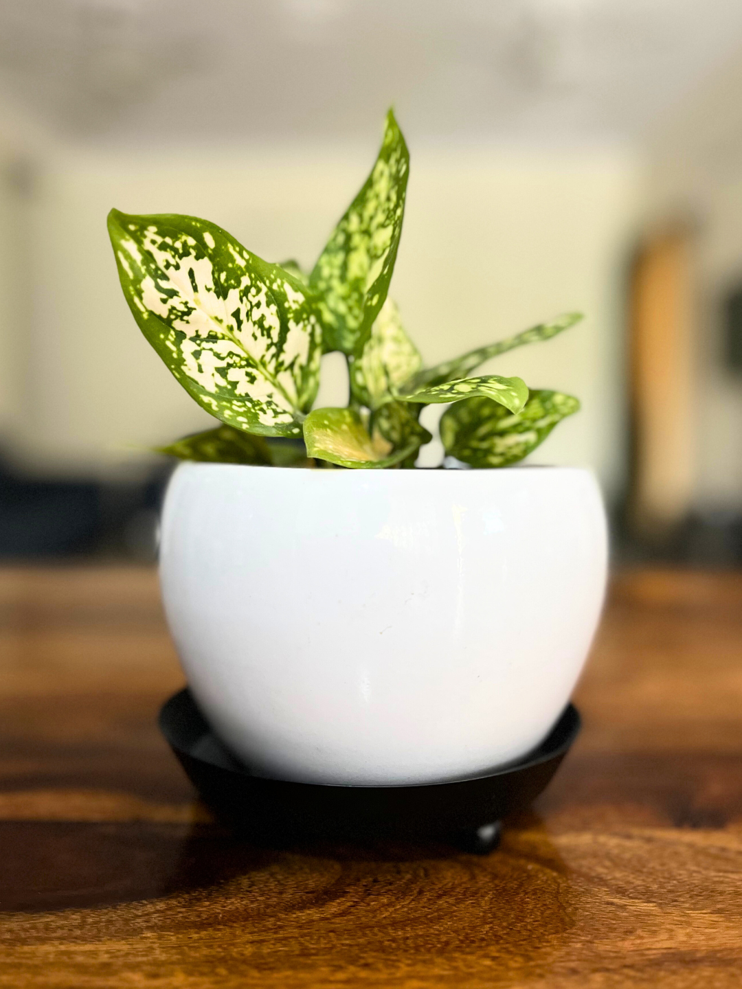 Aglaonema snow white Plant With Pot