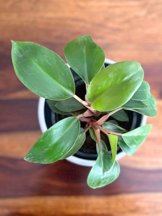 Philodendron Red