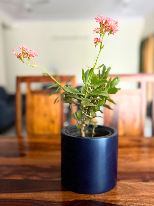 Kalanchoe  Plant