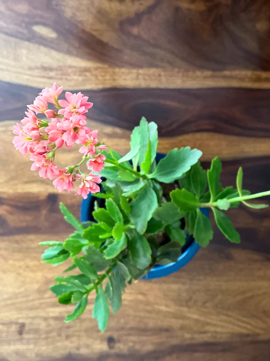 Kalanchoe  Plant