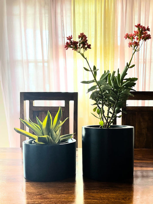 Snake Plant-mint and Kalanchoe Combo Plants With Pot
