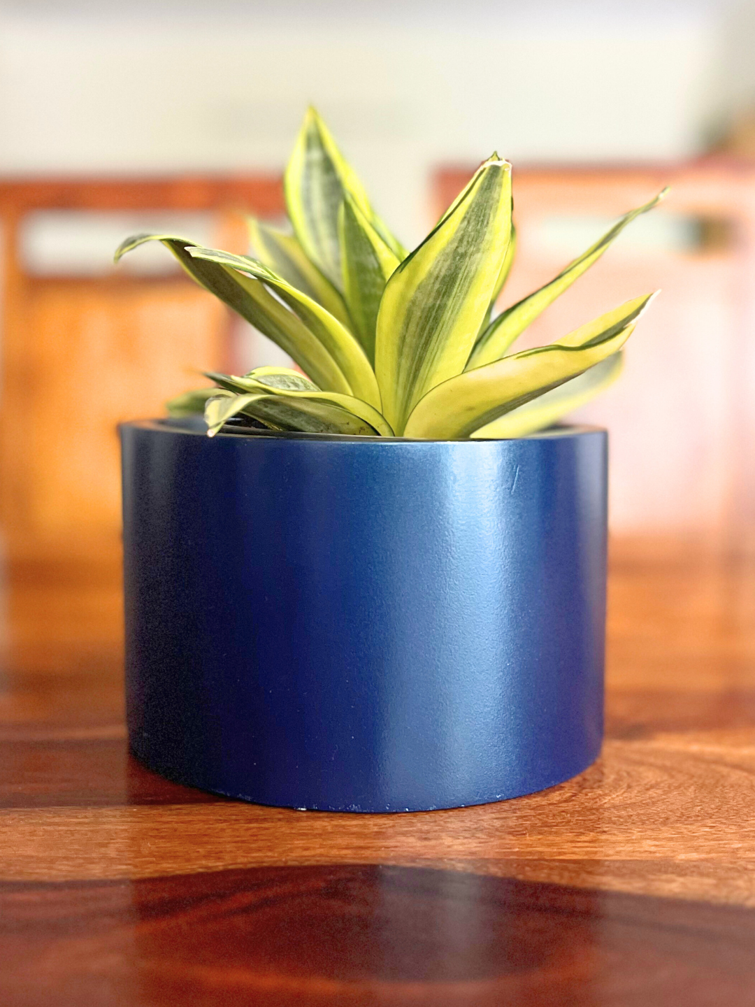 Snake Plant-mint With Pot