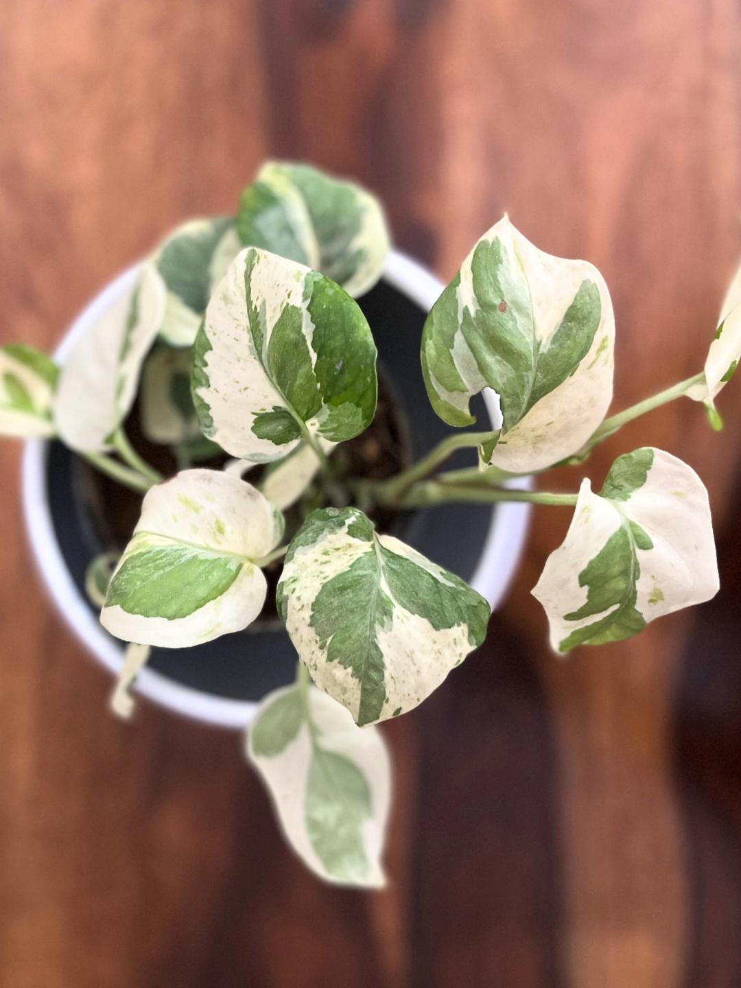 Pothos Money Plant