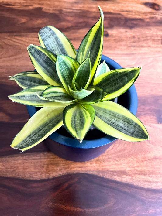 Snake Plant-mint With Pot