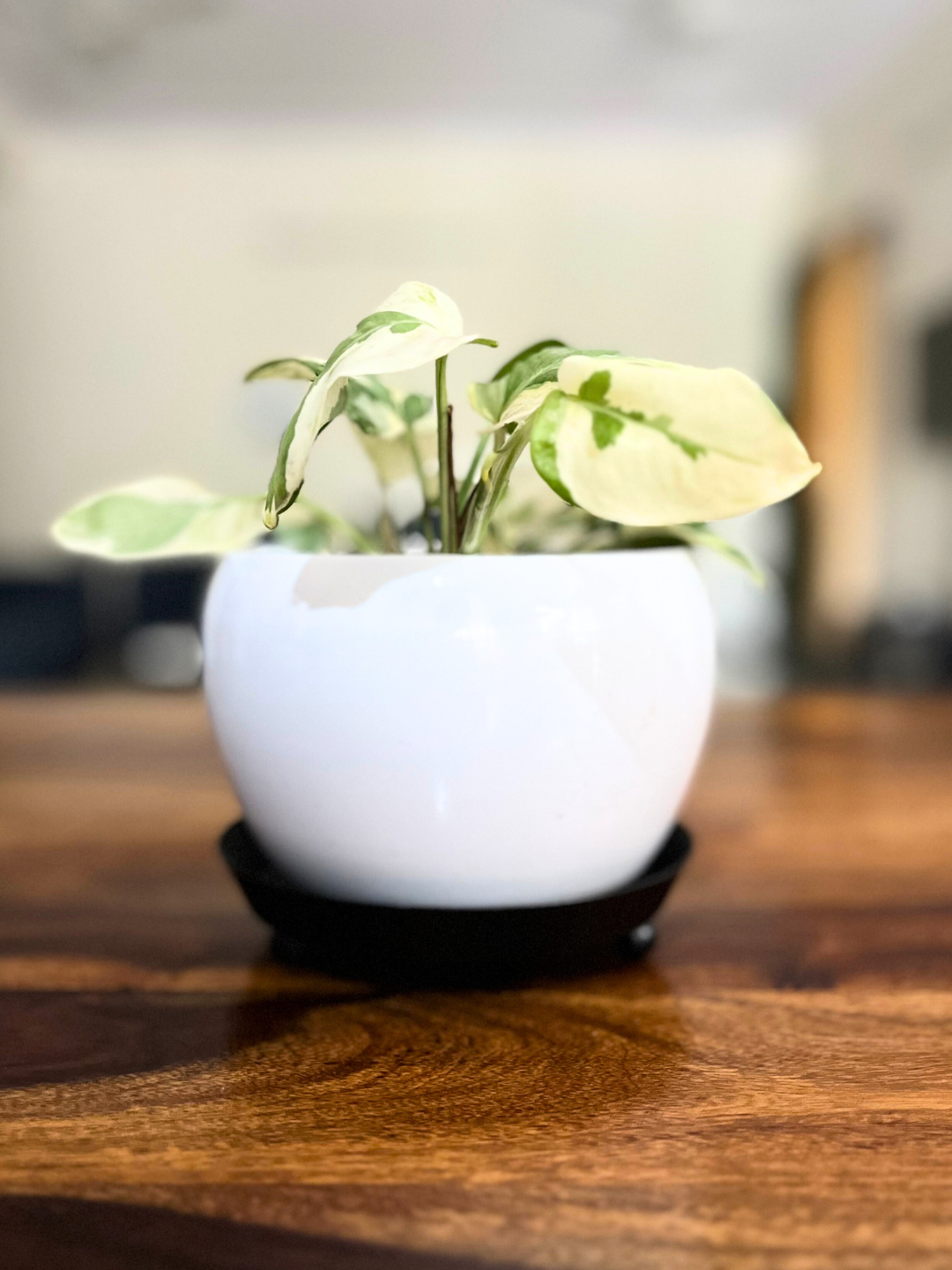 Pothos Money Plant