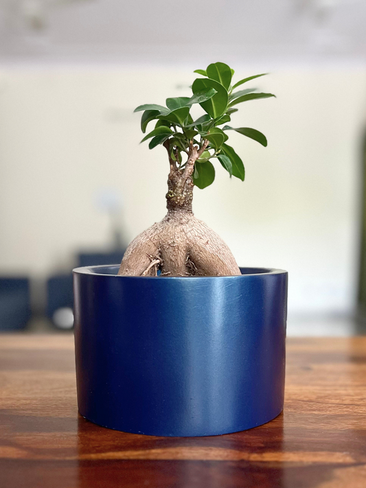 Ficus Bonsai Ginseng Plant with Pot