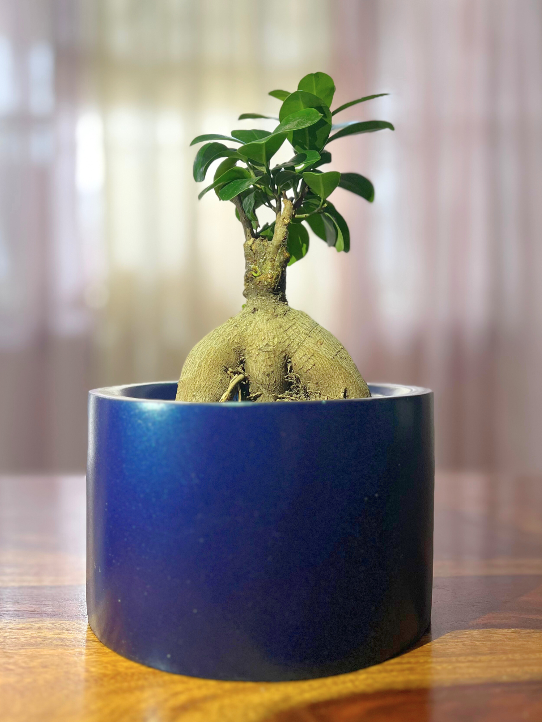 Ficus Bonsai Ginseng Plant with Pot