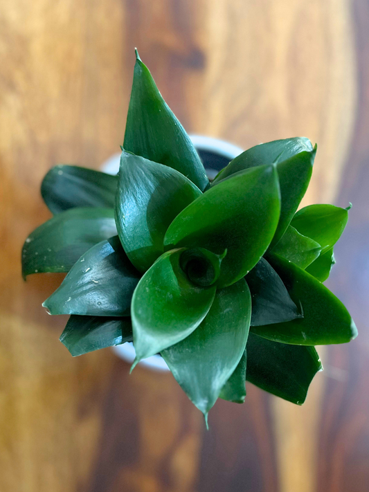 Snake Plant Darkgreen With Pot